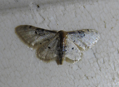 Idaea filicata