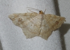 Macaria aemulataria