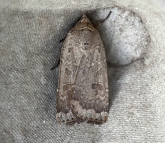 Abagrotis alternata