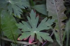 Geranium richardsonii