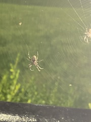 Larinioides sclopetarius
