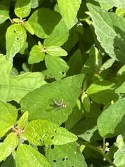 Condylostylus longicornis