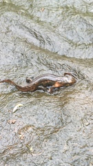 Lissotriton vulgaris