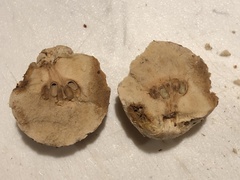 Amphibolips quercuspomiformis