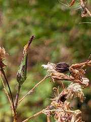Lactuca virosa