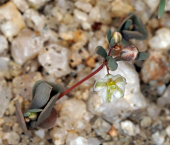 Hypertelis umbellata