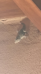 Tarentola mauritanica