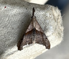 Palthis angulalis