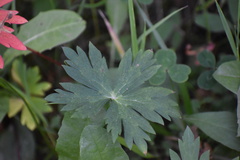 Geranium richardsonii