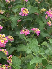 Anthophora californica
