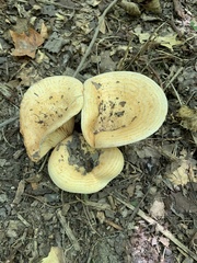Russulaceae