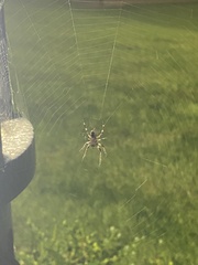 Larinioides sclopetarius