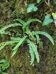 Asplenium trichomanes