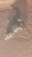 Tarentola mauritanica