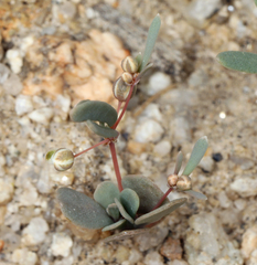 Hypertelis umbellata