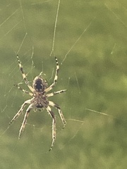 Larinioides sclopetarius