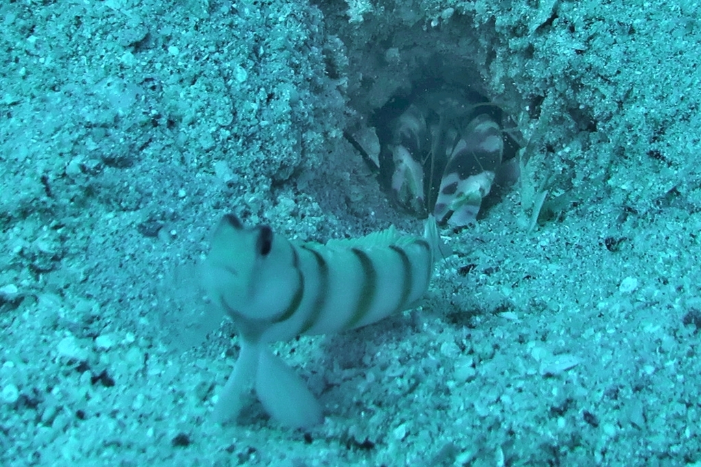 Steinitz' goby