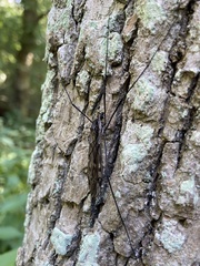 Tipula abdominalis