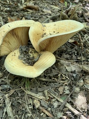 Russulaceae