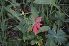 Geranium richardsonii