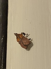 Galasa nigrinodis