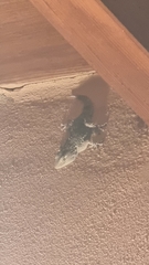 Tarentola mauritanica