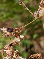 Lactuca virosa
