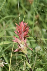 Castilleja miniata miniata