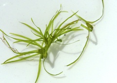 Najas flexilis