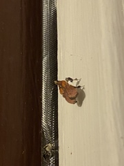 Galasa nigrinodis