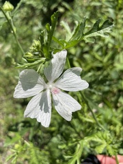 Malva moschata