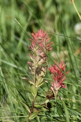 Castilleja miniata miniata
