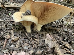 Russulaceae