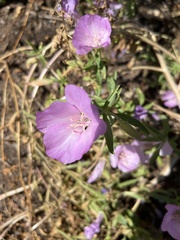 Clarkia