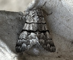 Panthea furcilla