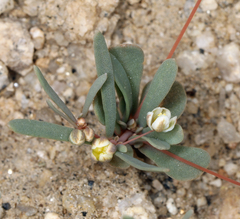 Hypertelis umbellata