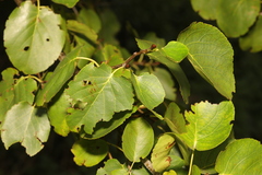 Alnus cordata