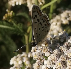 Lycaena tityrus