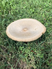 Chlorophyllum