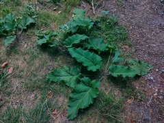 Arctium lappa