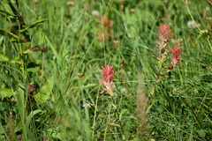 Castilleja miniata miniata