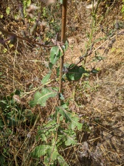 Lactuca virosa