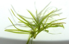 Najas flexilis