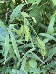 Chasmanthium