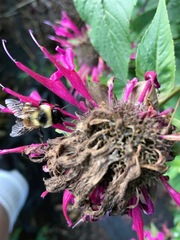 Bombus affinis