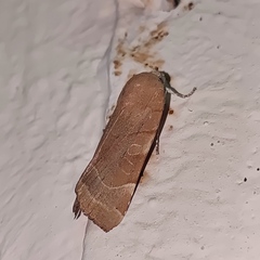 Noctua fimbriata