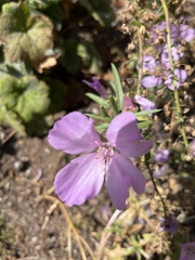 Clarkia