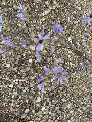 Symphyotrichum laeve