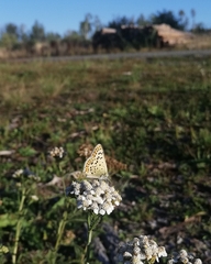 Lycaena tityrus