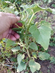 Xanthium orientale riparium
